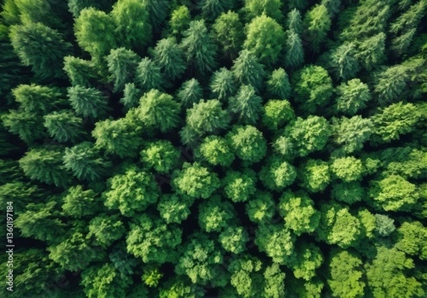 Fototapeta 上空から見下ろした森、森林、ドローン撮影、自然