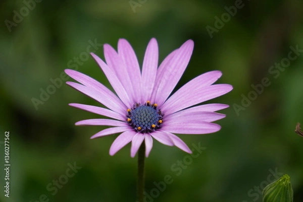 Obraz purple daisy flower