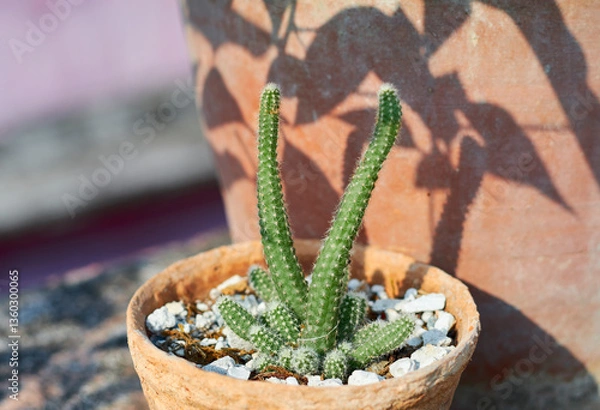 Fototapeta Peanut cactus (Echinopsis chamaecereus), a succulent cactus plant native to northwestern Argentina and Bolivia. Covered with white spines that are soft and not prickly.