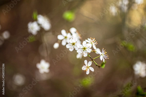 Obraz Kwitnąca gałąź