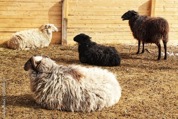 Obraz Three sheep resting in outdoor enclosure. Flock of sheeps in organic farm pen. Different colored sheep on dirt ground. Sheep relaxing near wooden fence. Several sheep in a farmyard setting
