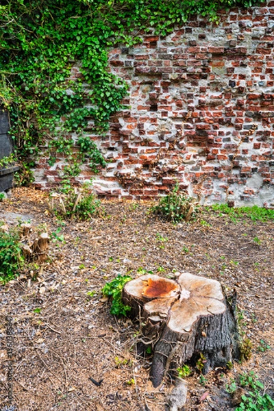 Fototapeta Ahus Dominikanerklostret Ruins and Tree Stump