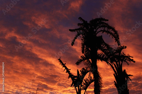 Fototapeta three palm trees and a sunrise