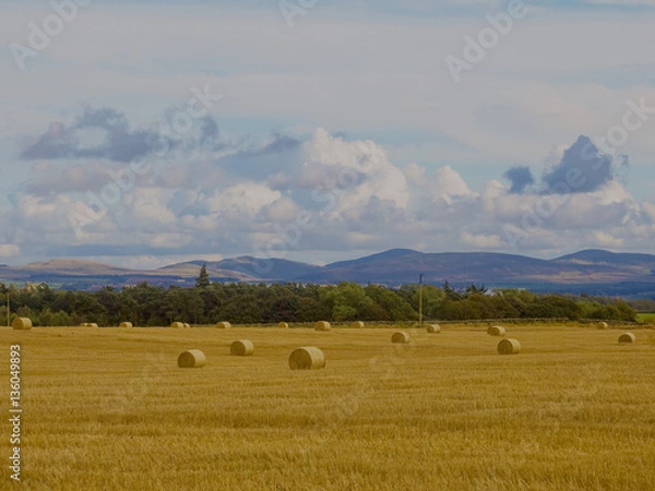 Fototapeta Hay Rolls