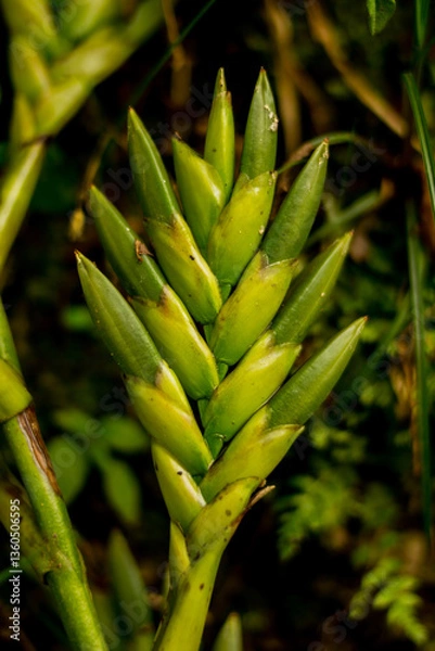 Obraz dry leaf texture