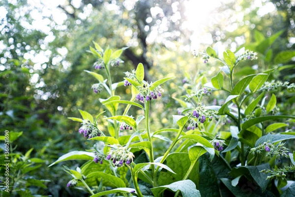 Fototapeta Title:
"Comfrey (Symphytum officinale) in Natural Garden / Concept: Medicinal Herb in Wildlife-Friendly Garden Setting