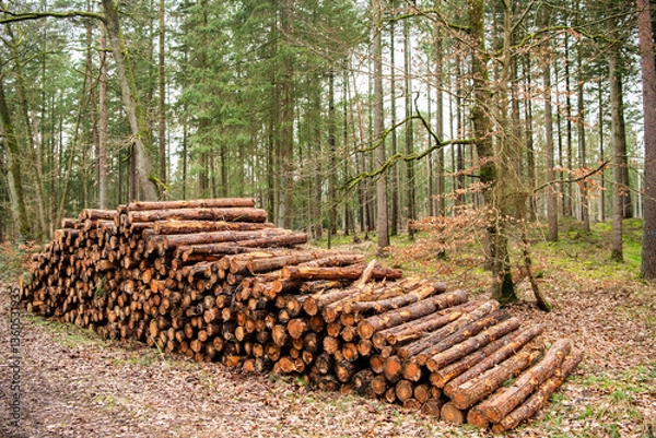 Fototapeta Deforestation and logging. Stack of cut wood. Wood log, timber logging. Harvest of timber. Lumber industry business. Deforestation. Tree log in forest. Pine tree log. Softwood lumber