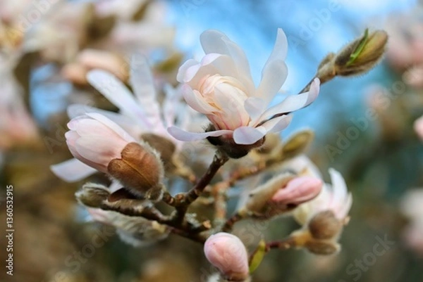 Obraz Blüten der Magnolie