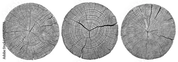 Obraz Cross section of tree trunk showing growth rings on white background. wood texture. set