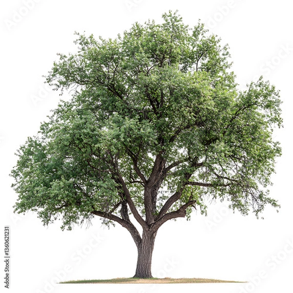 Fototapeta A Full Grown American Elm Tree with White Flowers Isolated on Transparent Background