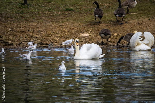 Obraz Other side of the lake