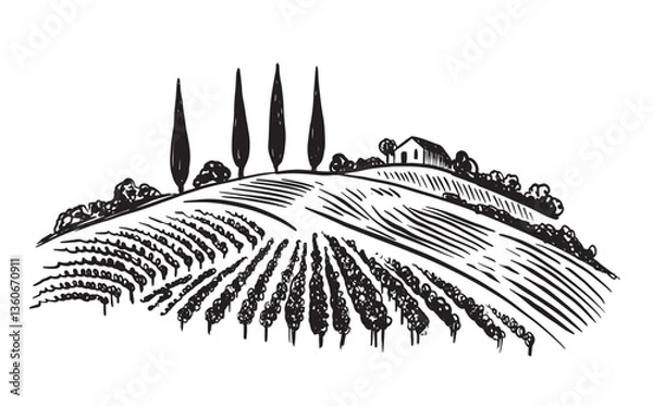 Obraz Vineyard landscape, hand drawn on white	

