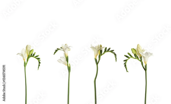 Fototapeta Aromatic freesia flowers isolated on white, set