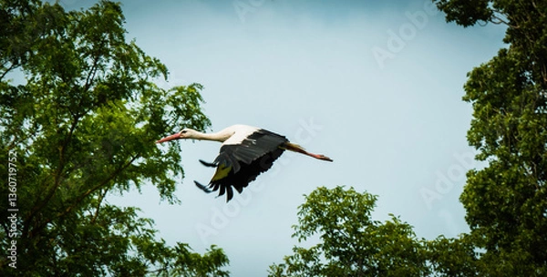 Obraz storch fliegt