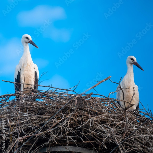 Obraz 2 Störche  jung