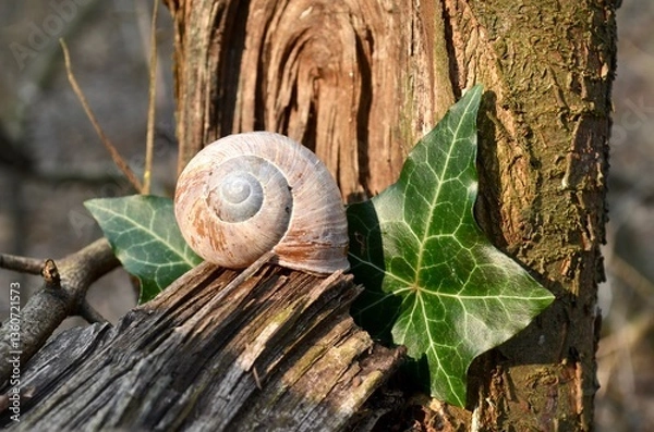 Fototapeta empty snail shell