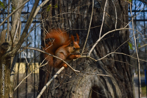 Obraz squirrel in the forest