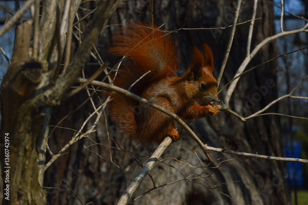 Obraz squirrel in tree