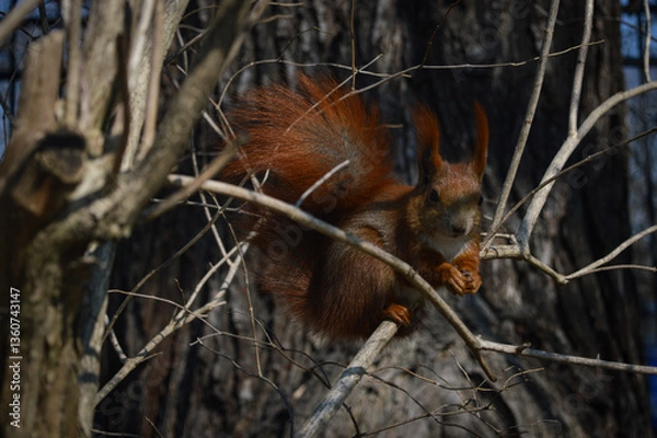Obraz squirrel in the woods
