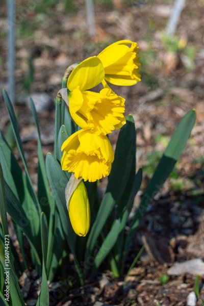 Obraz yellow flowers in spring
