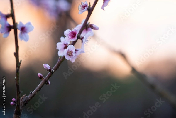 Obraz Kirchblüten cherry