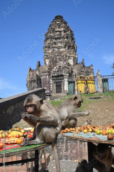 Fototapeta The monkeys enjoy eating local fruits ,vegetables, salad, eggs,dessert which bring people to thank in Monkey party on  Phra Prang Sam Yod temple, Lopburi city.