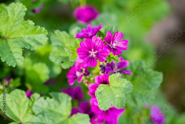 Obraz Malve Heilkraut