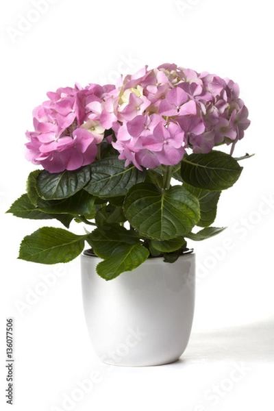 Obraz Hydrangea in white flower pot on white background