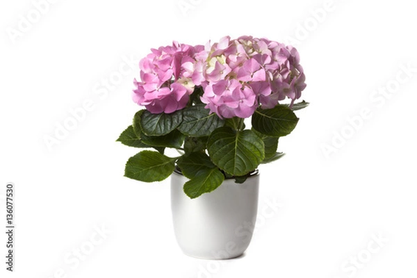 Obraz Hydrangea in white flower pot on white background