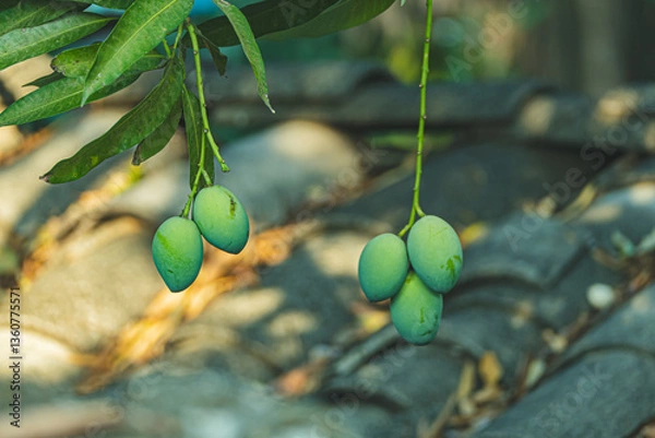 Obraz green mangoes on tree