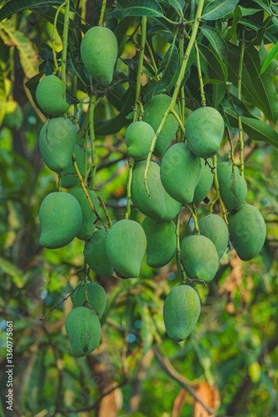Obraz green mangoes on tree