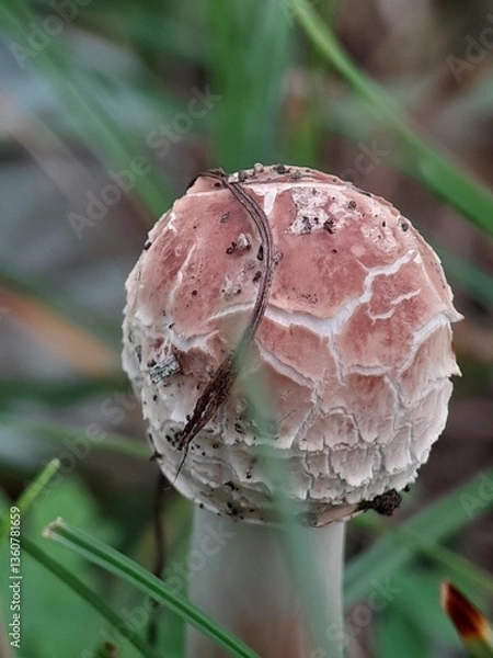 Obraz mushroom in the forest