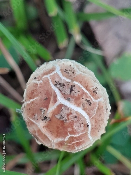 Obraz mushroom in the forest