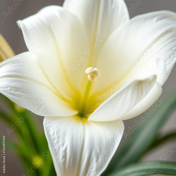 Obraz close up of white lily