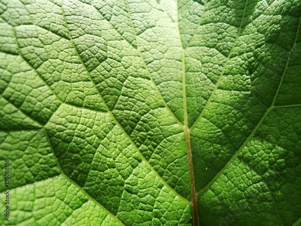 Fototapeta Лист лопуха