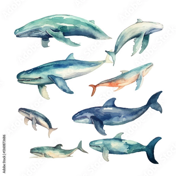 Obraz whale hand drawn vector set element