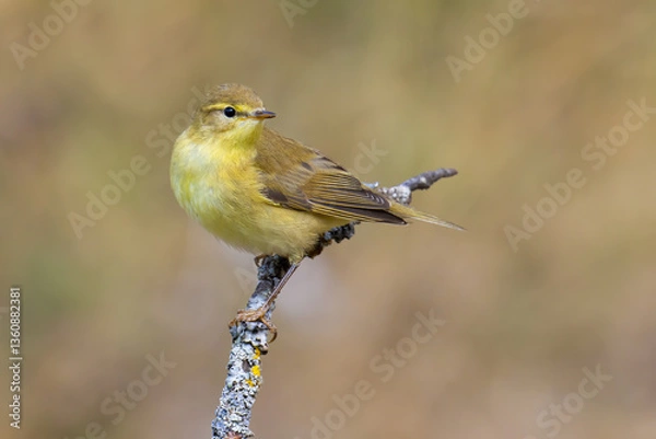 Obraz Willow Warbler on a branch