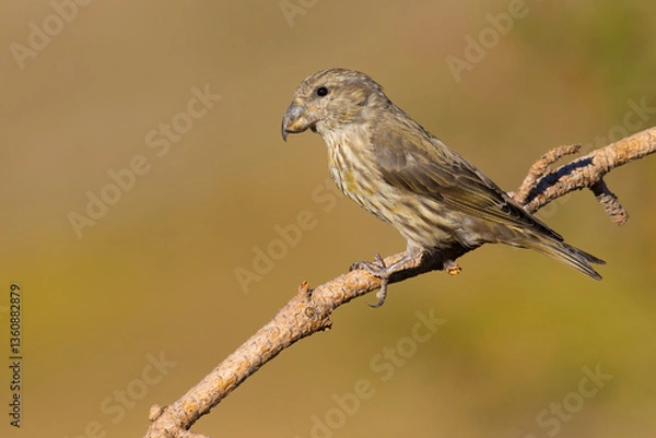 Obraz Red Crossbill on the branch