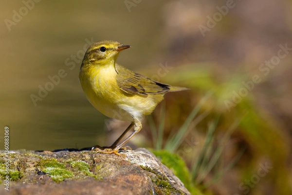 Obraz Willow Warbler on a branch