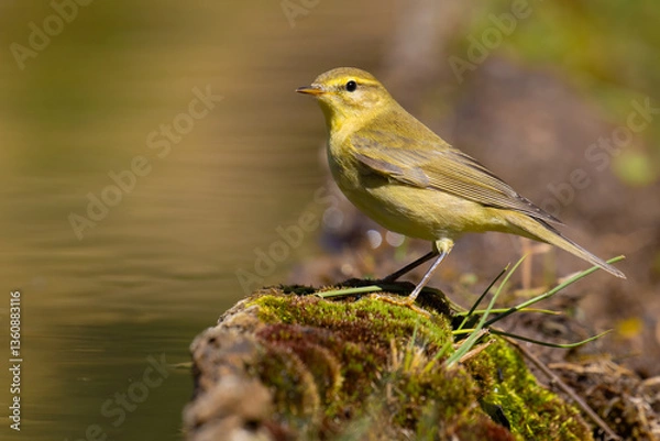 Obraz Willow Warbler on a branch