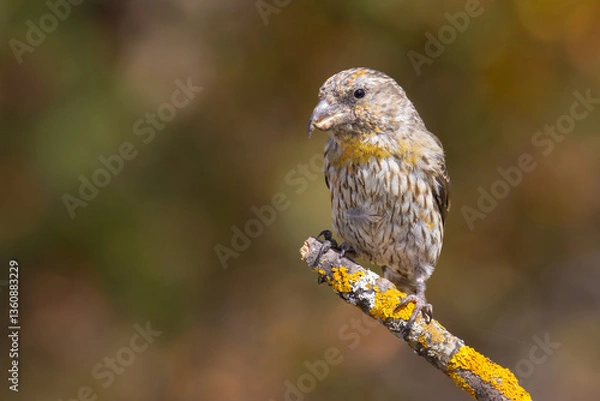 Obraz Red Crossbill on the branch