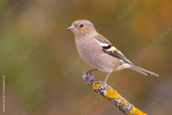 Obraz Common Chaffinch on a branch