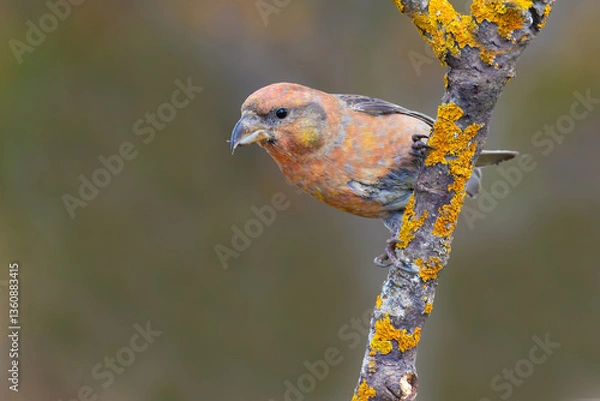 Obraz Red Crossbill on the branch