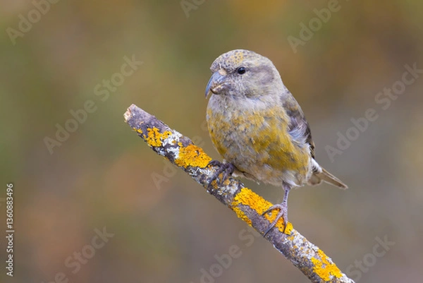 Obraz Red Crossbill on the branch