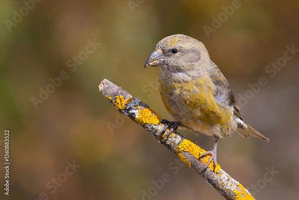 Obraz Red Crossbill on the branch
