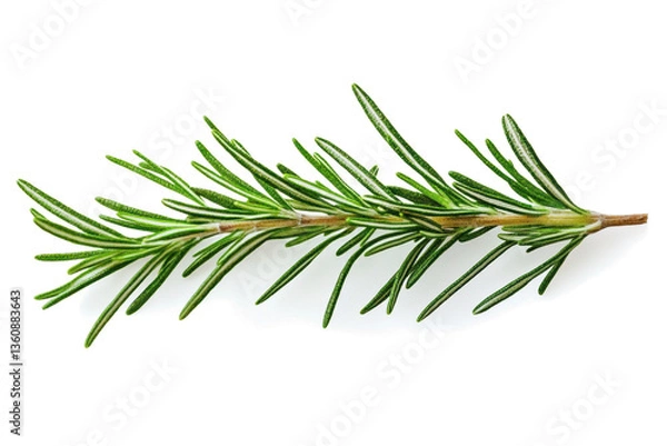 Fototapeta Fresh rosemary twig isolated on transparent background, Object for food, health, hair care or perfumery related design element, cut out, PNG, top view / flat lay 