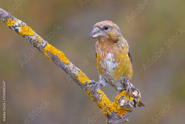 Obraz Red Crossbill on the branch