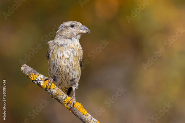 Obraz Red Crossbill on the branch