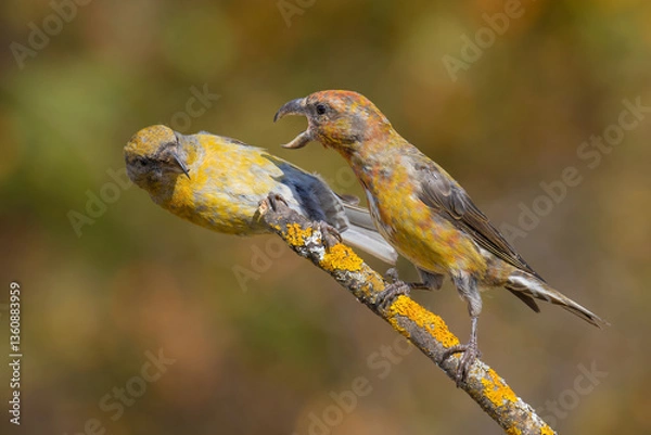 Obraz Red Crossbills are arguing