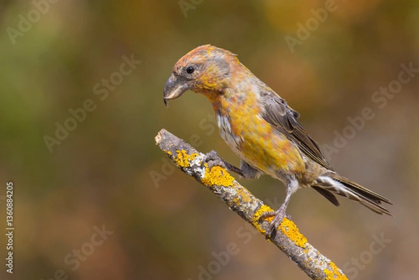 Obraz Red Crossbill on the branch